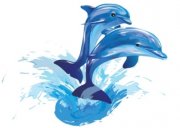 Samolepka - Delfíni