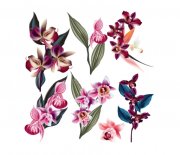 Samolepka - Tematická sada - Orchideje