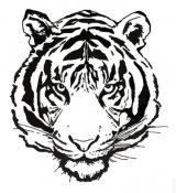 Samolepka - Tygr