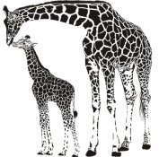 Samolepka - Žirafy